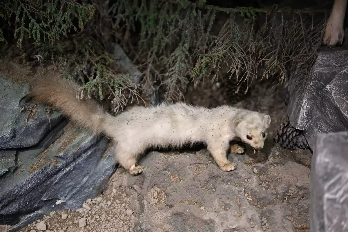 Uzungöl\'de Yaban Hayatı Müzesi