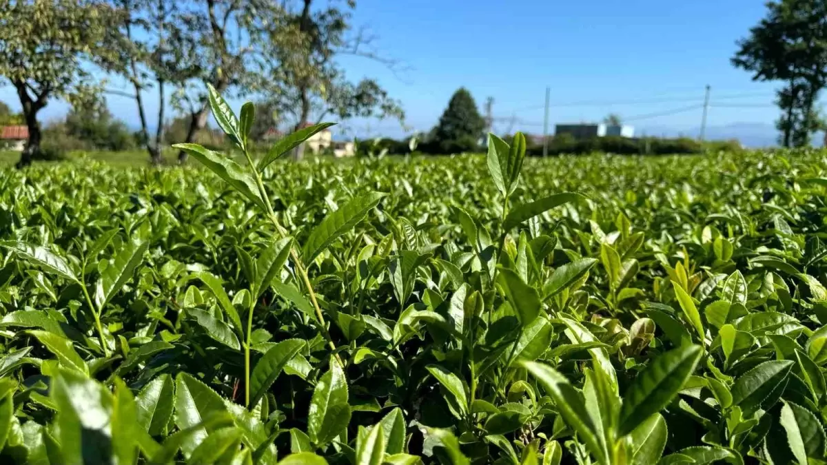 Doğu Karadeniz\'de 4. Sürgün Çay Geliyor