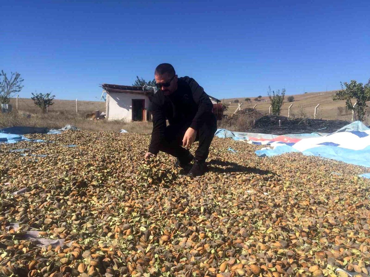 Yozgat\'ta Badem Umudu