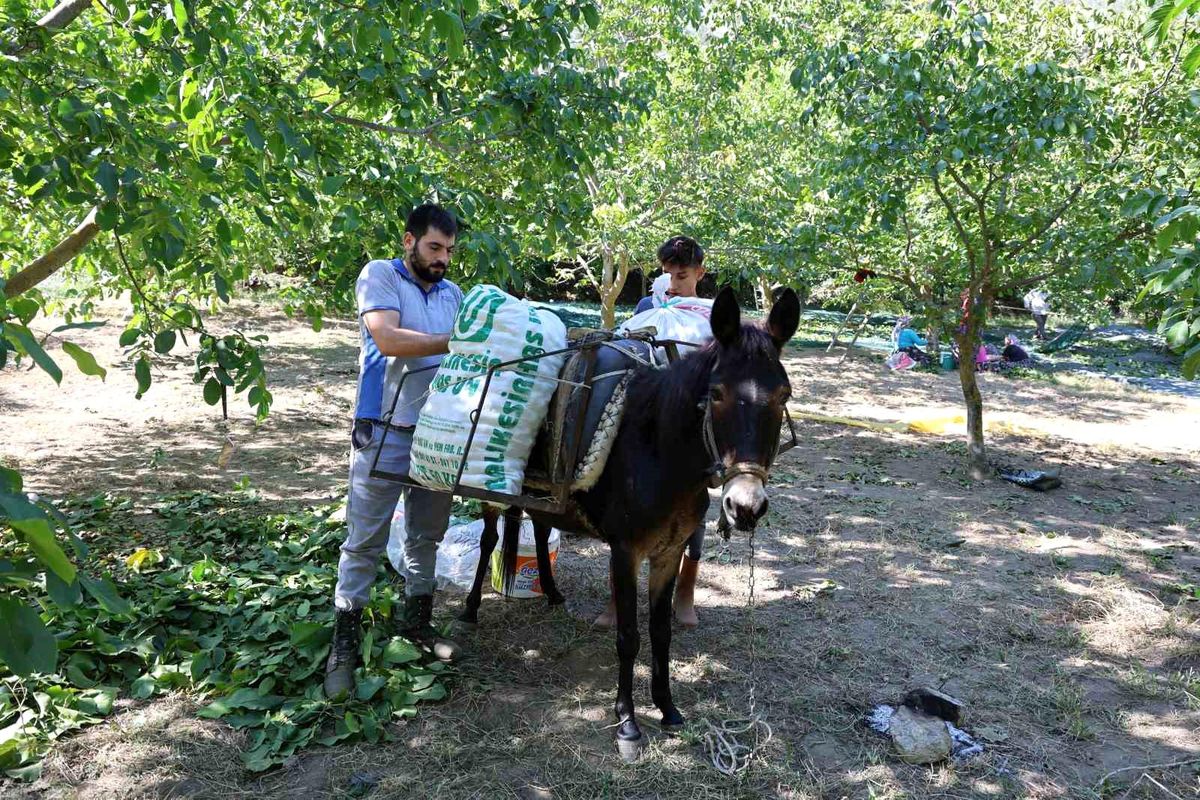 Aydın\'da Ceviz Hasadı Başladı