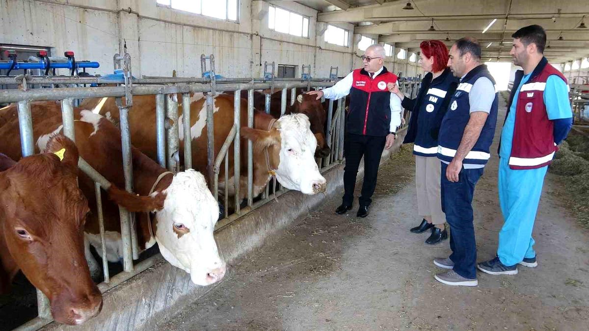 Van\'a Yeni Hayvan İthalatı