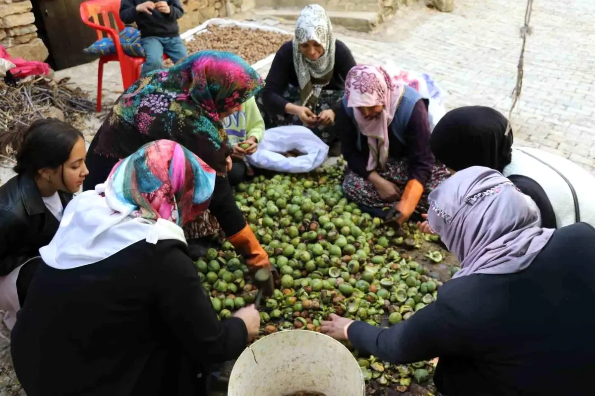 Çatak\'ta Ceviz Hasadı Başladı