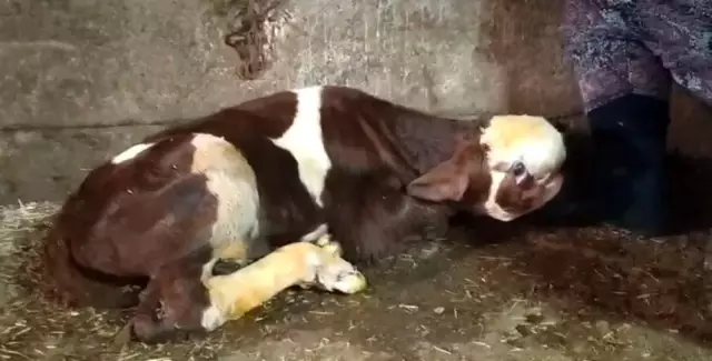 Ahırdan gelen seslere koştu, ineğinin doğurduğu buzağıyı görünce şoke oldu