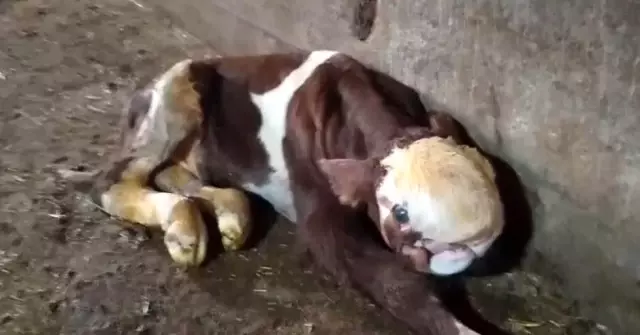 Ahırdan gelen seslere koştu, ineğinin doğurduğu buzağıyı görünce şoke oldu