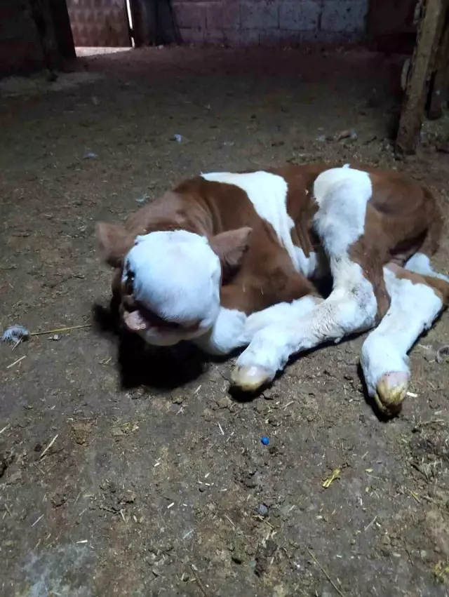 Ahırdan gelen seslere koştu, ineğinin doğurduğu buzağıyı görünce şoke oldu