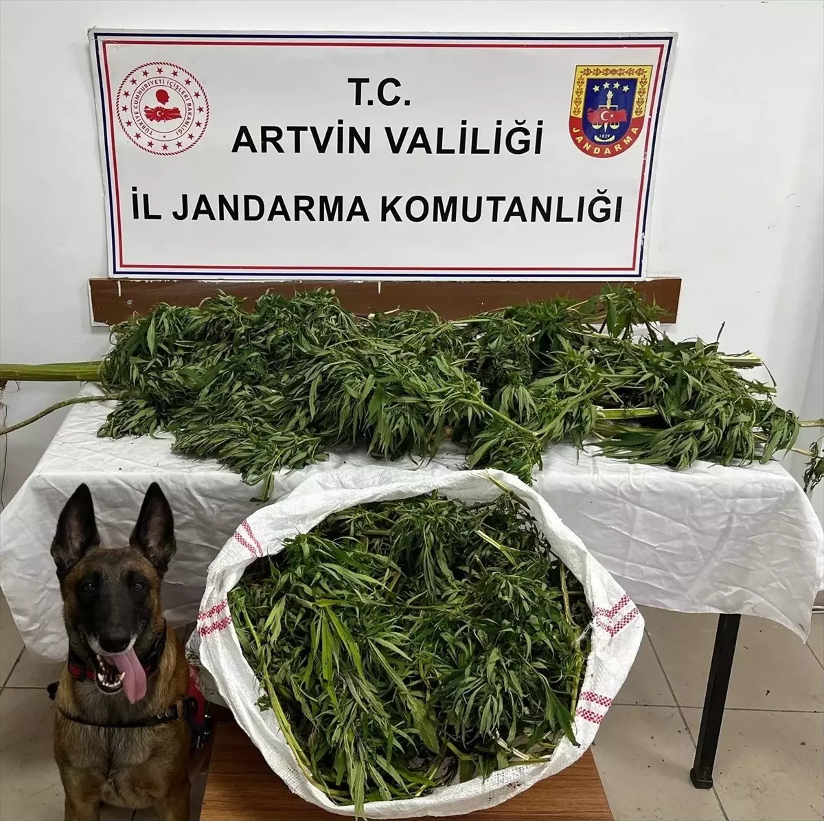 Artvin\'de 15,5 kg Esrar Ele Geçirildi