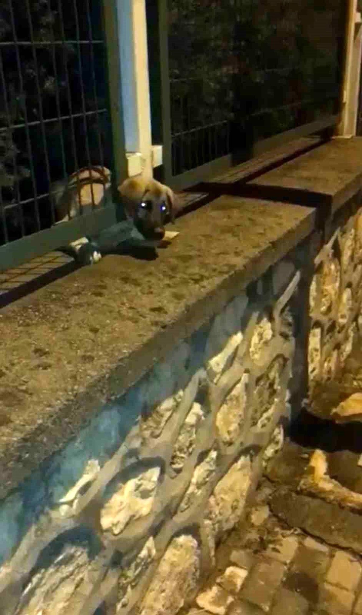 Osmangazi\'de Yavru Köpek Kurtarıldı
