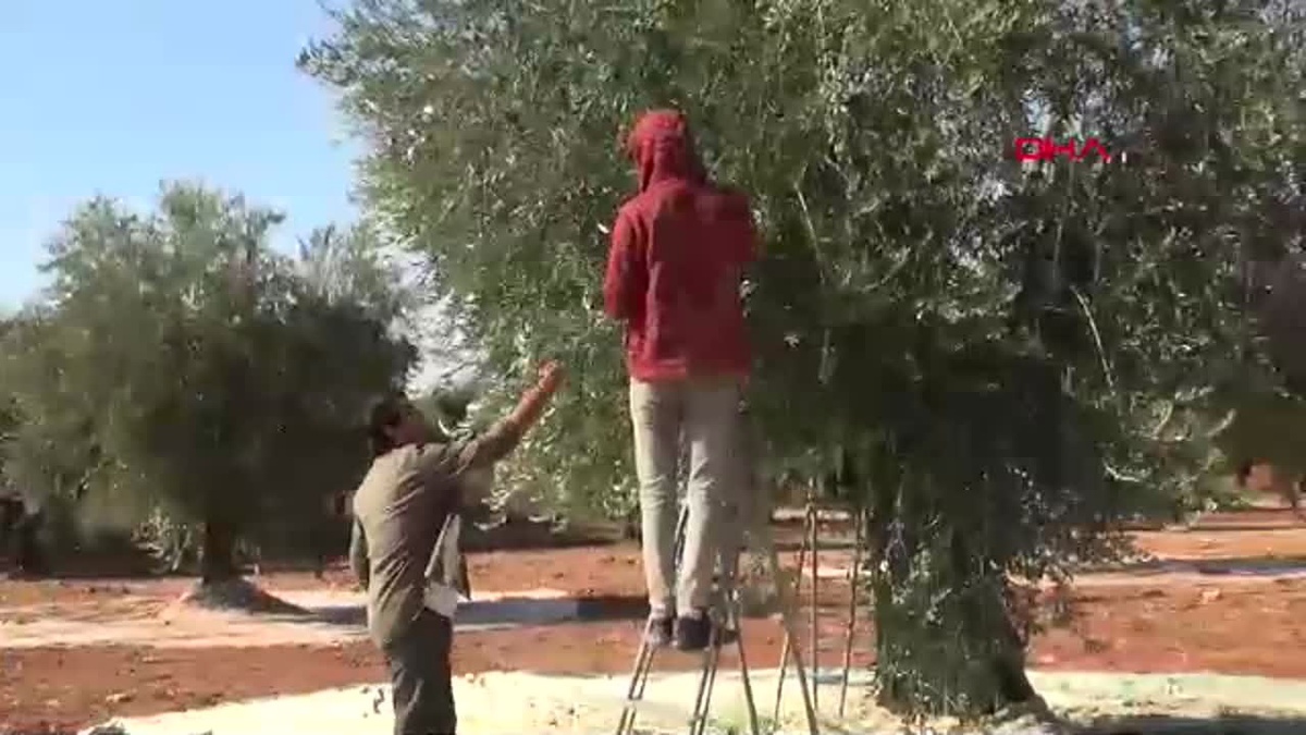 Kilis\'te Zeytin Hasadı ve Soğuk Sıkım Yağ Üretimi Başladı