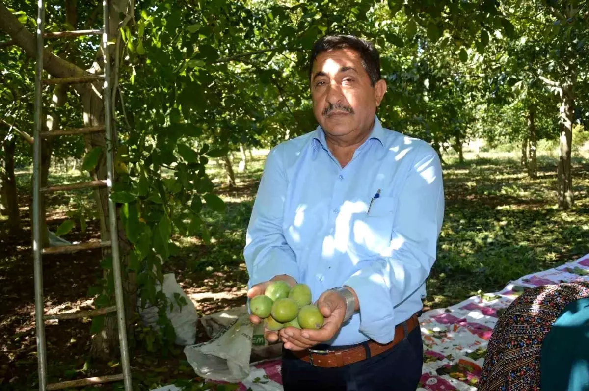 Niksar Cevizinde Hasat Başladı