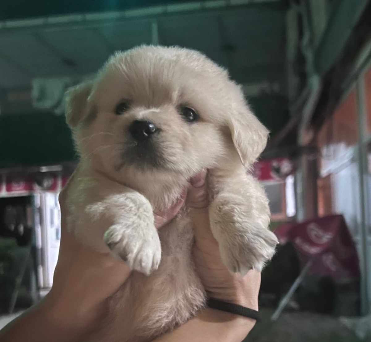 Pekinez yavru köpek \'Prenses\' çalındı