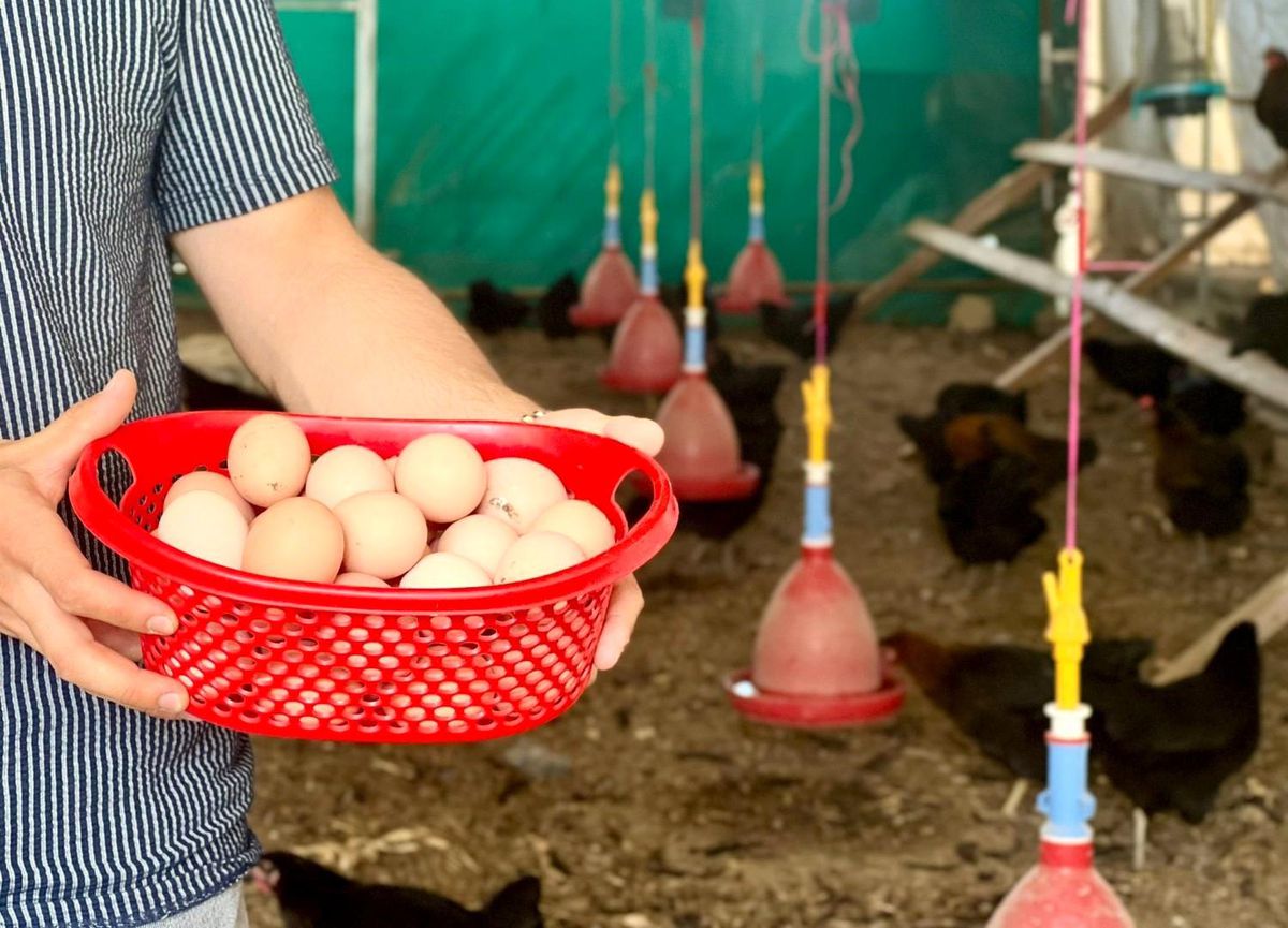 Kocaeli\'de Yüzde 50 Hibeli ATAK-S Tavukları Yumurtlamaya Başladı