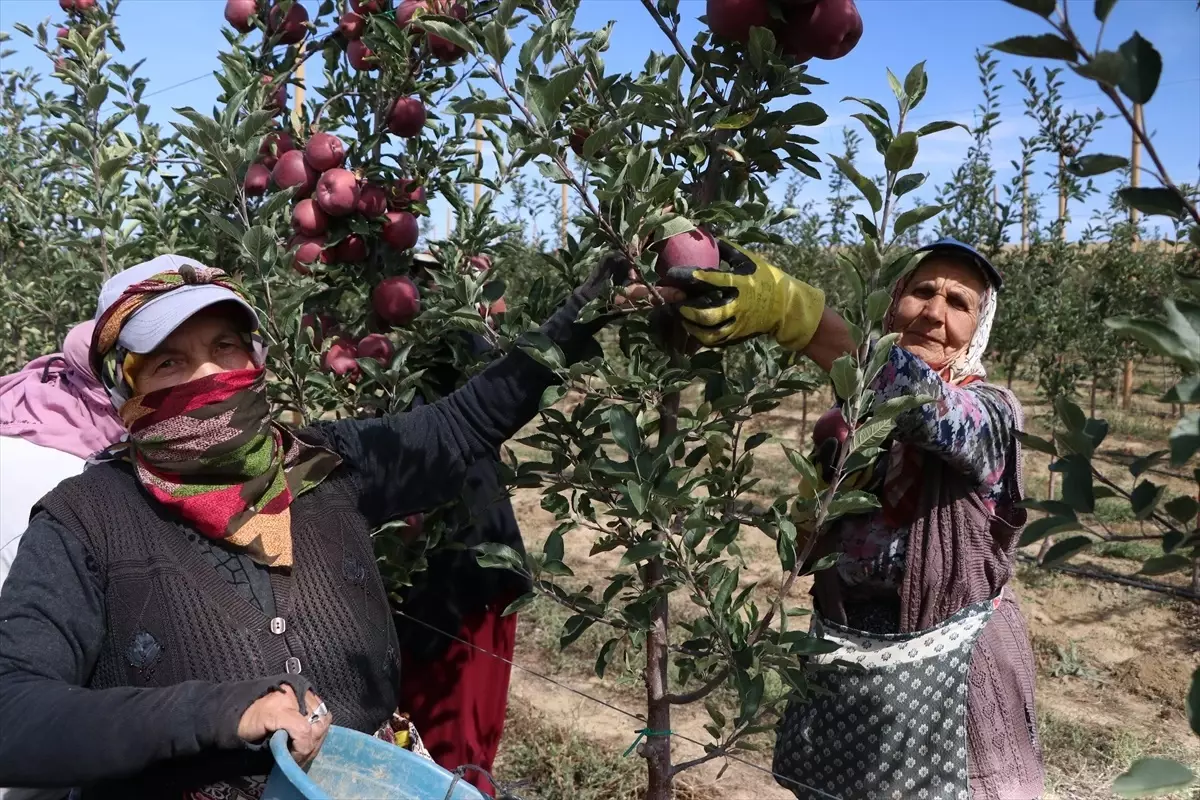 Niğde\'de Elma Üretimi Düşüyor