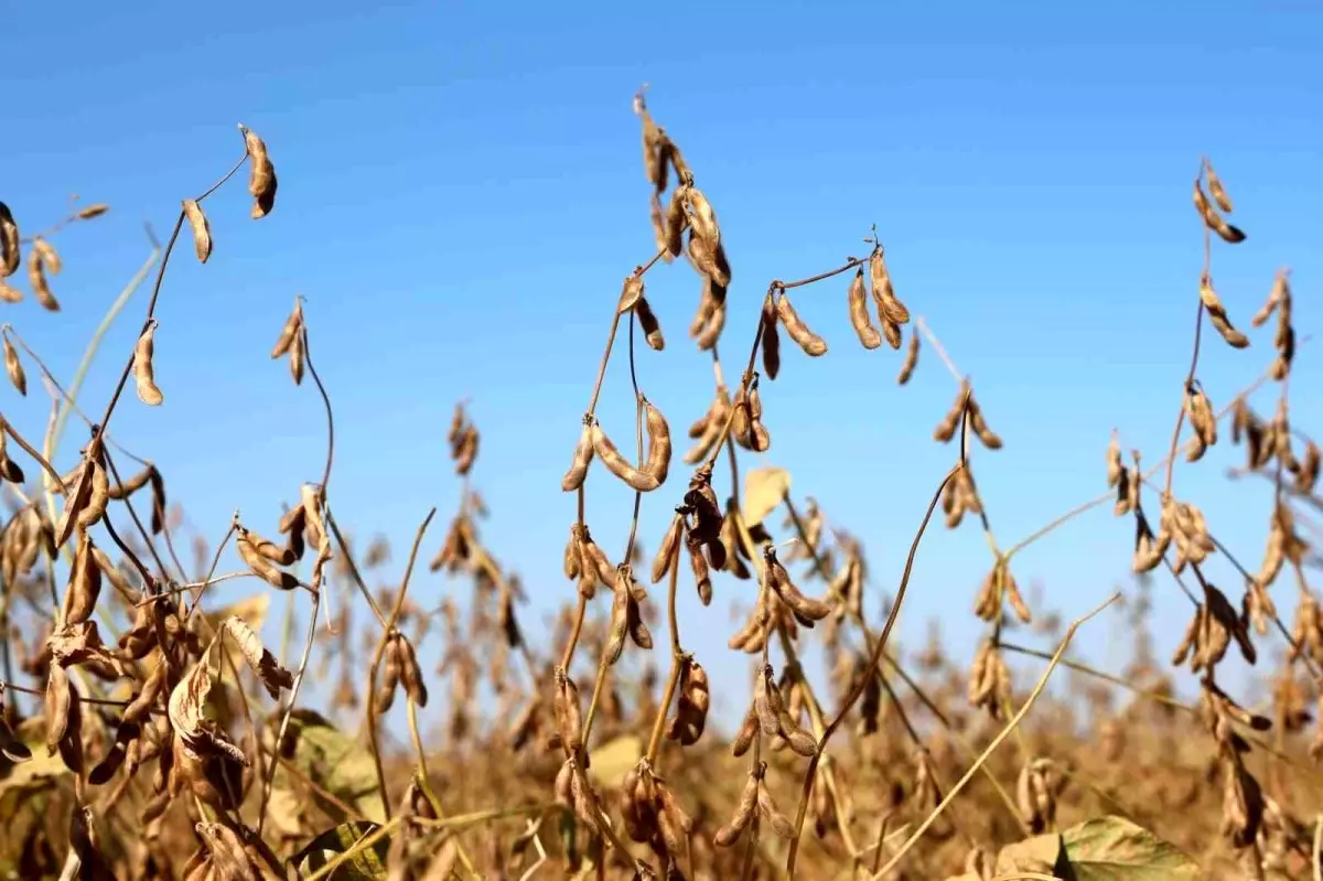 Diyarbakır\'da Soya Tohumu Dağıtımı ve Tarla Günü