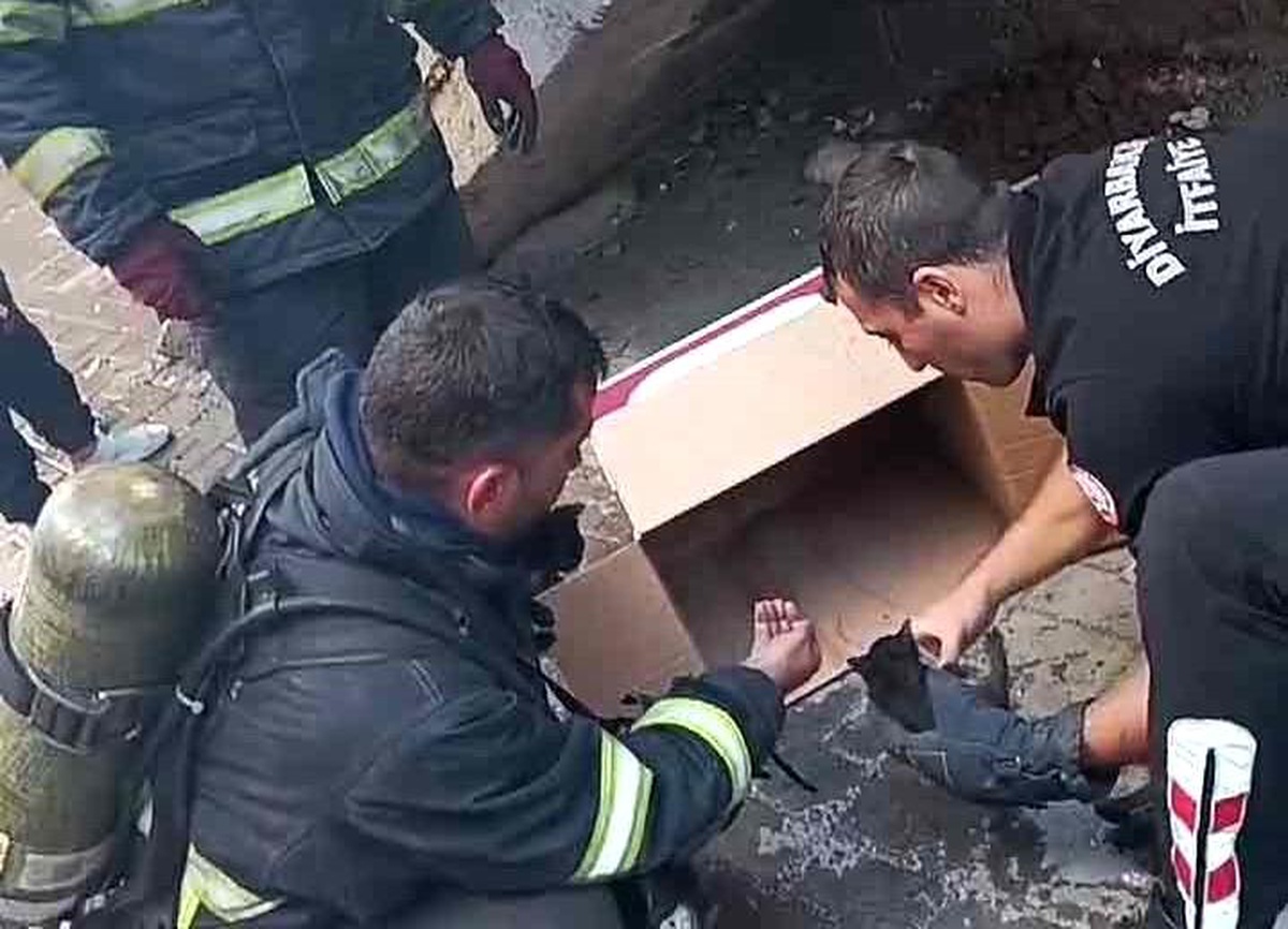 Diyarbakır\'da Yangından Kurtarılan 3 Yavru Kedi