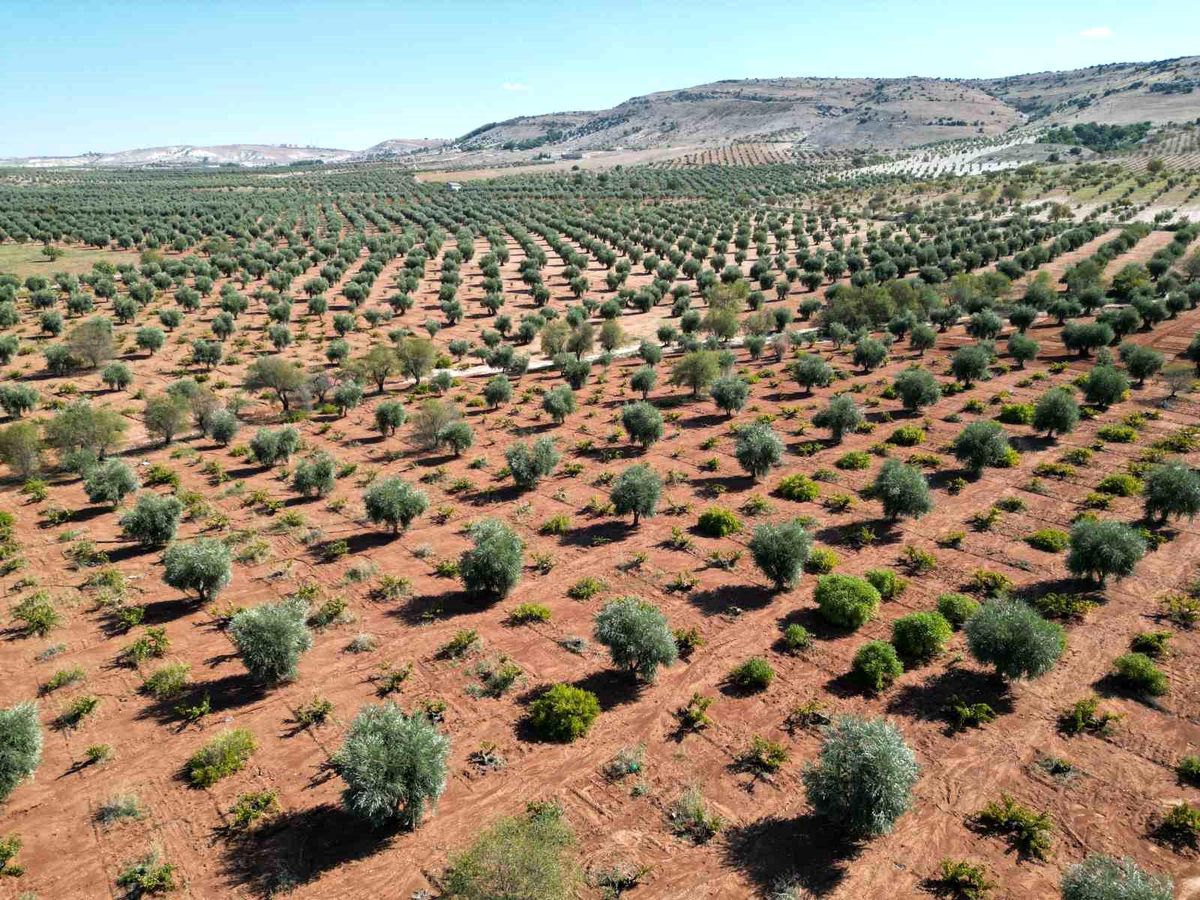 Kilis\'te Erken Hasat Zeytin Coşkusu
