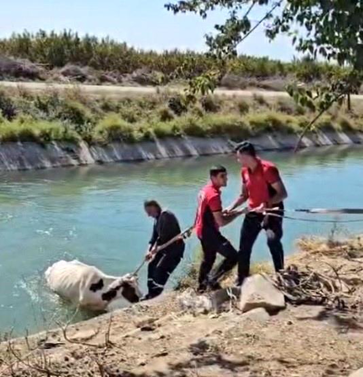 Mersin\'de Sulama Kanalına Düşen İnek Kurtarıldı