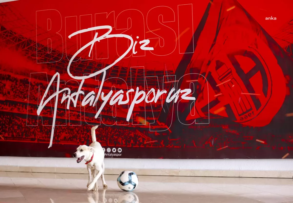 Antalya\'da Sokak Köpeği Antalyaspor\'un Yeni Sahibi Oldu