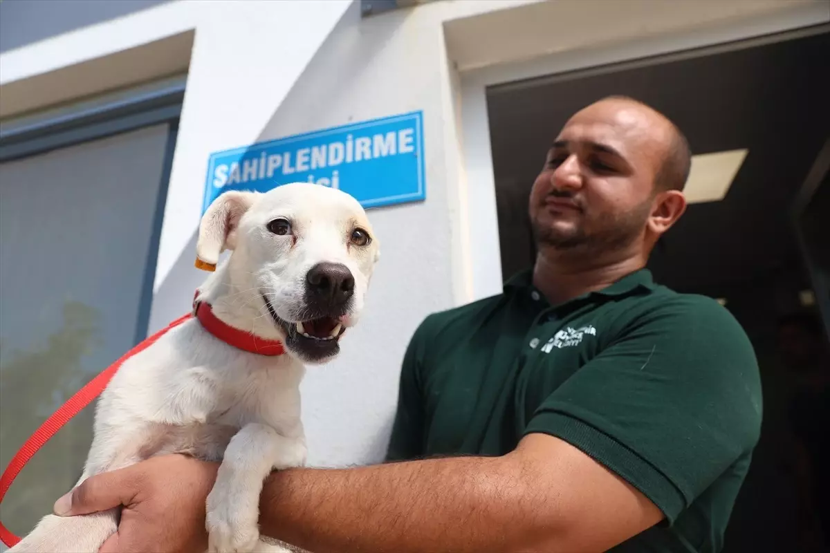 Antalyaspor’dan Yeni Bir Dost: Akrep