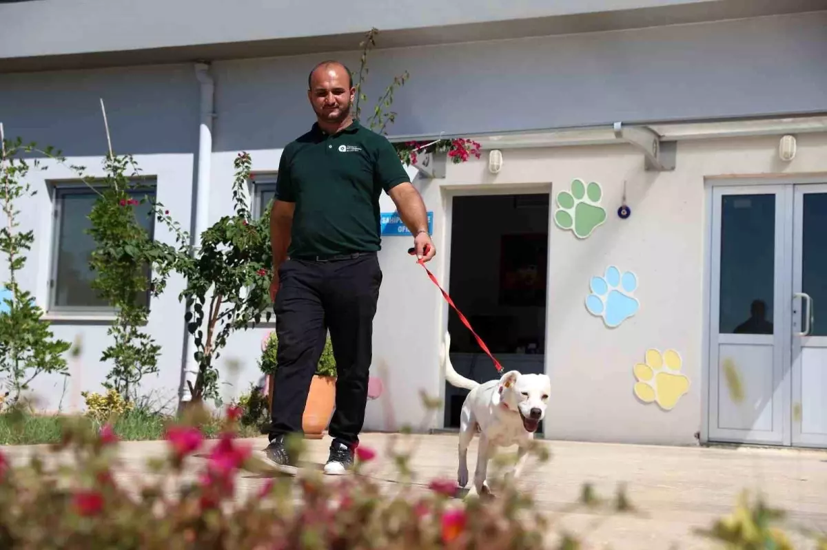 Antalya\'da Sokak Köpeği \'Akrep\' Yeni Yuvasına Kavuştu