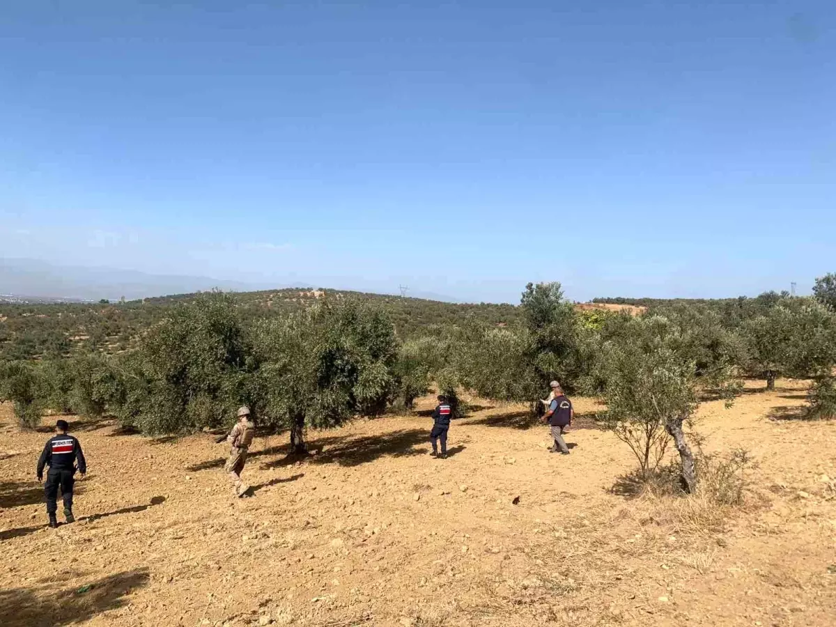 Zeytin Hırsızlığına Karşı Önlemler Alındı