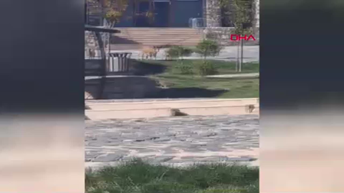 Elazığ\'da Yaban Keçileri Görüntülendi