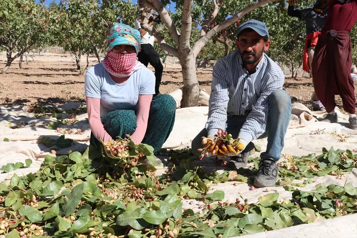 Siirt Fıstığı Festivali\'nde Hasat Yapıldı