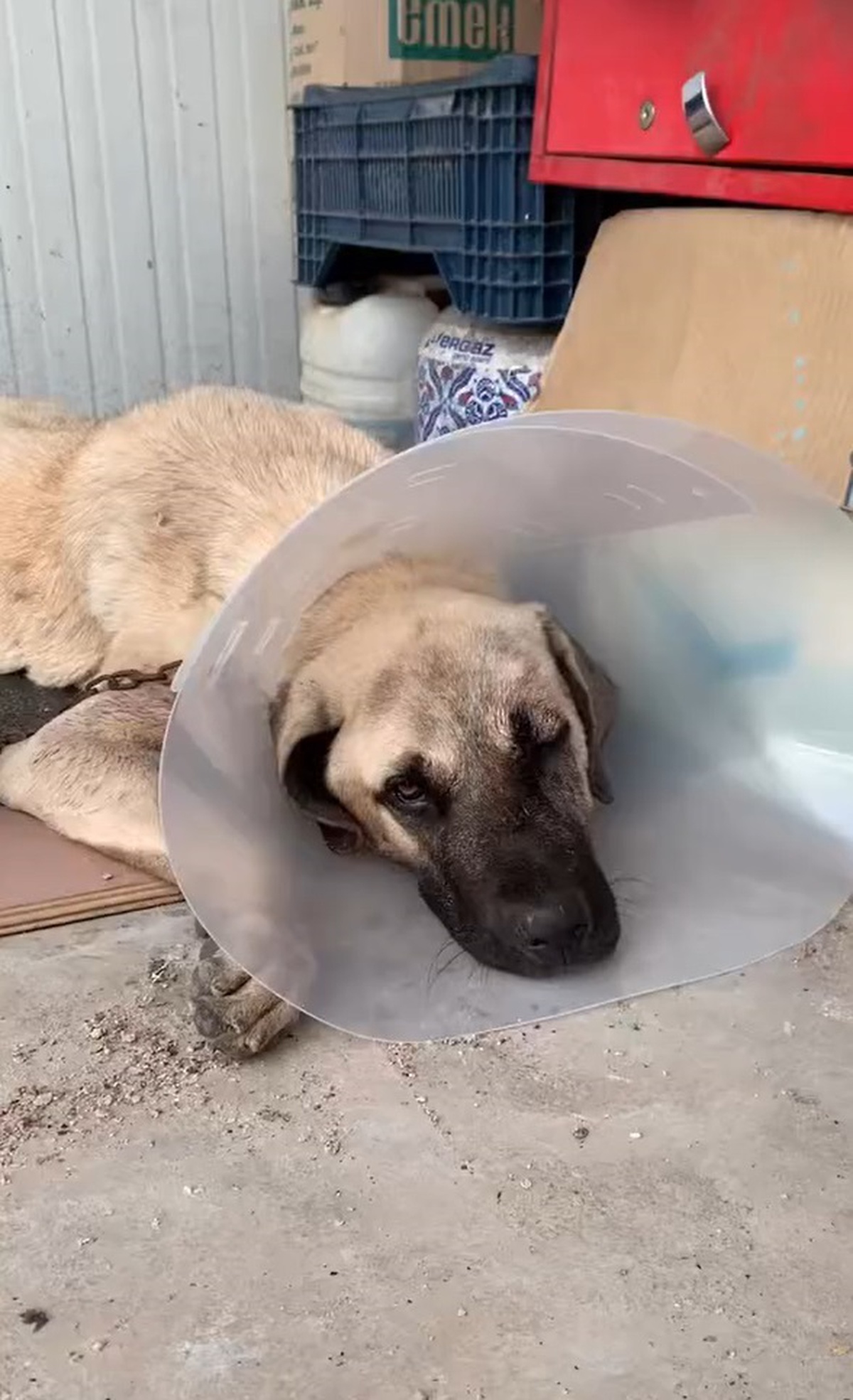 Köpek Dövüldü, Bulundu