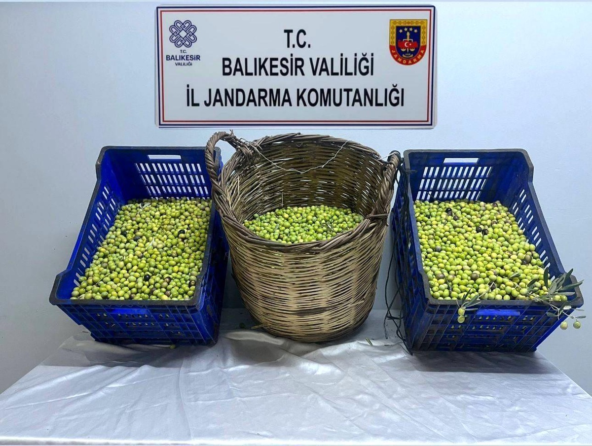 Zeytin Hırsızları Yakalandı