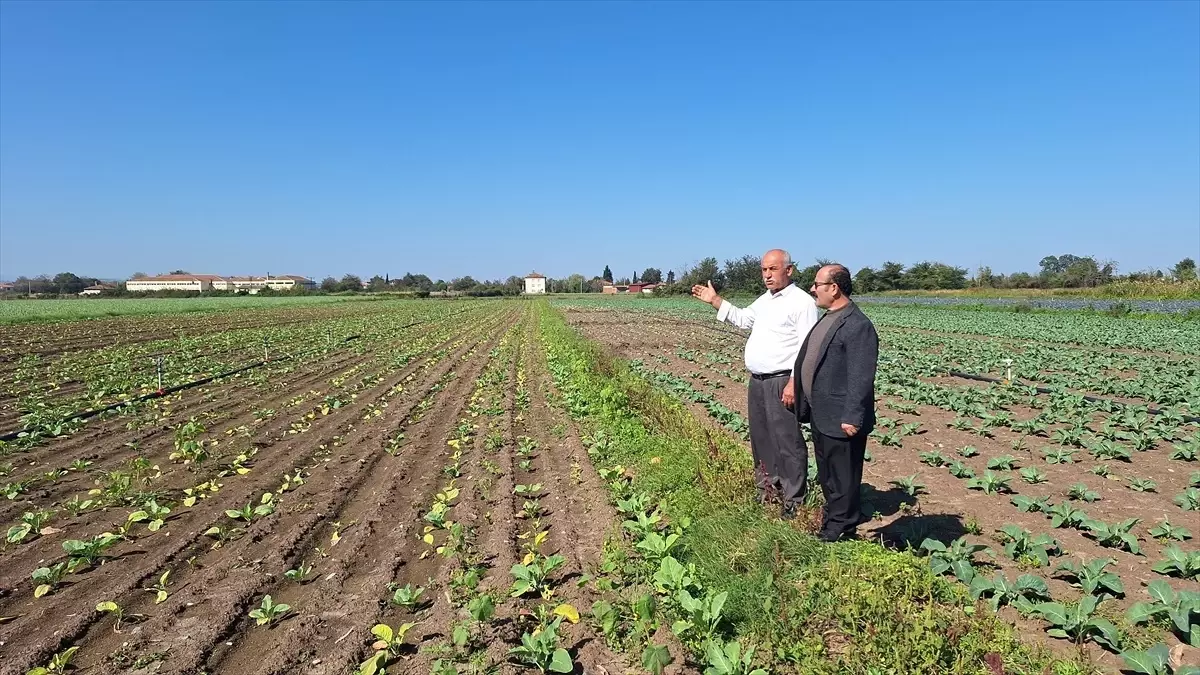 Bafra Ovası’nda Kışlık Sebze Ekiminde Hasar Sorunu