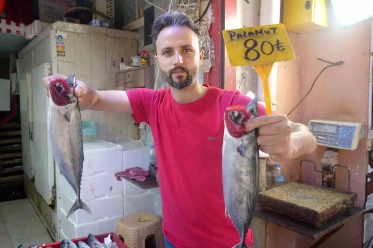 Palamutun Fiyatı Düştü