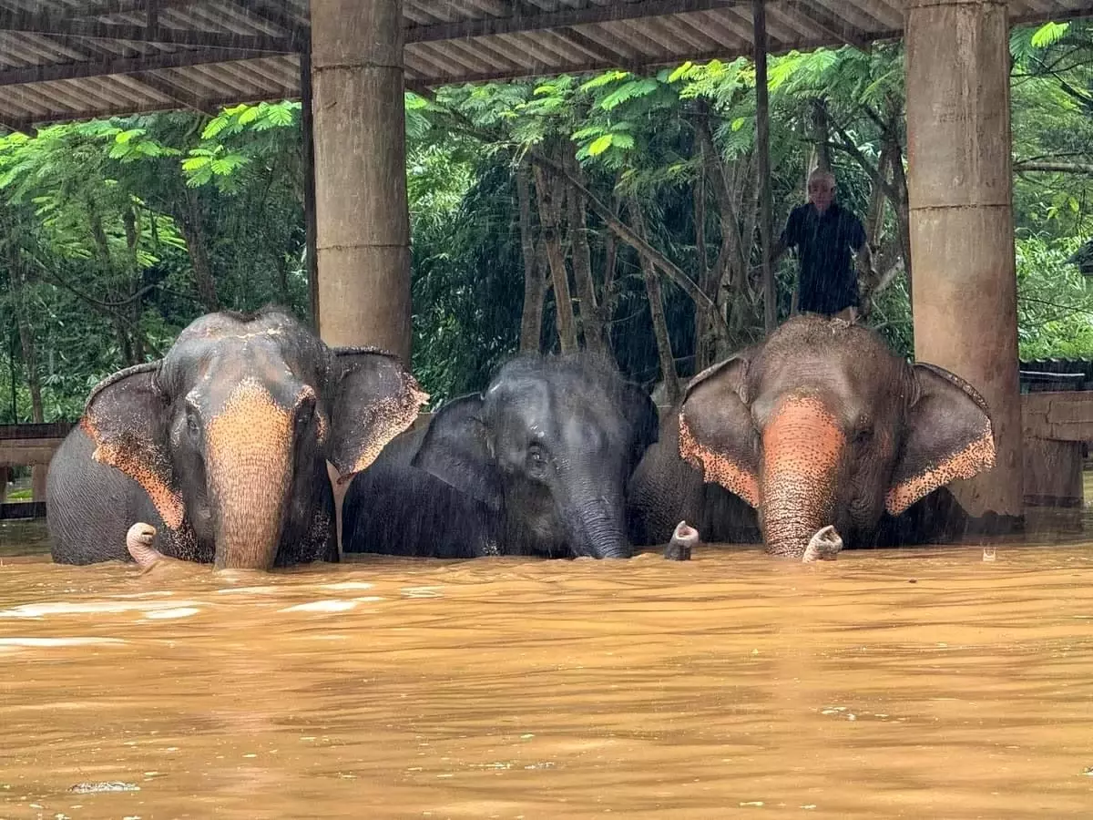 Chiang Mai\'de 100 Fil Kurtarıldı