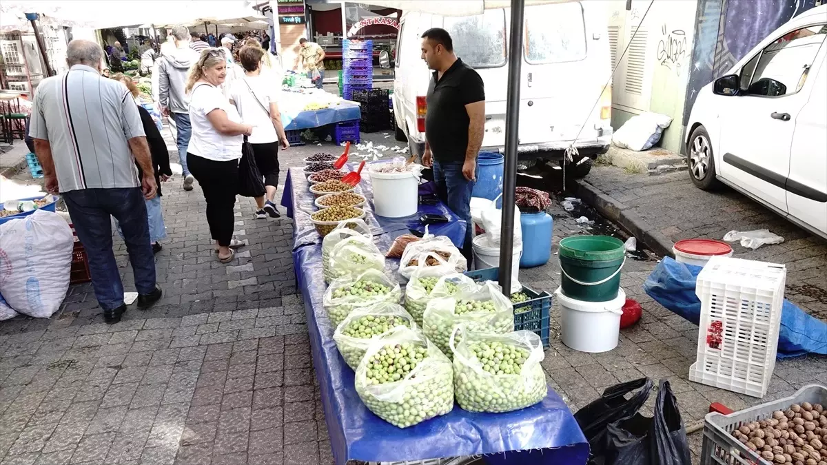 Kırma Yeşil Zeytin Sezonu Başladı