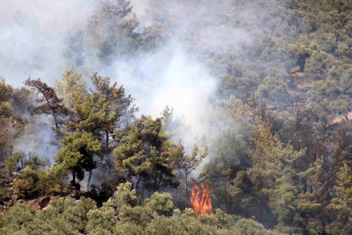 Zeytinlik Yangınına Sebep Olan Şahıs Gözaltına Alındı