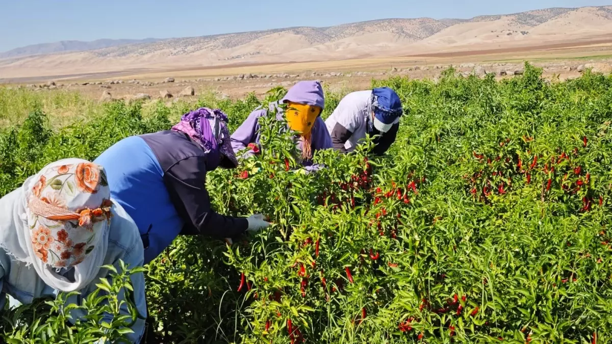 Nusaybin\'de Biber Üretimi ve Salça İmalatı