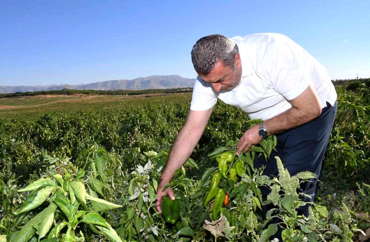 Malatya\'da Kapya Biber İhracı Başladı
