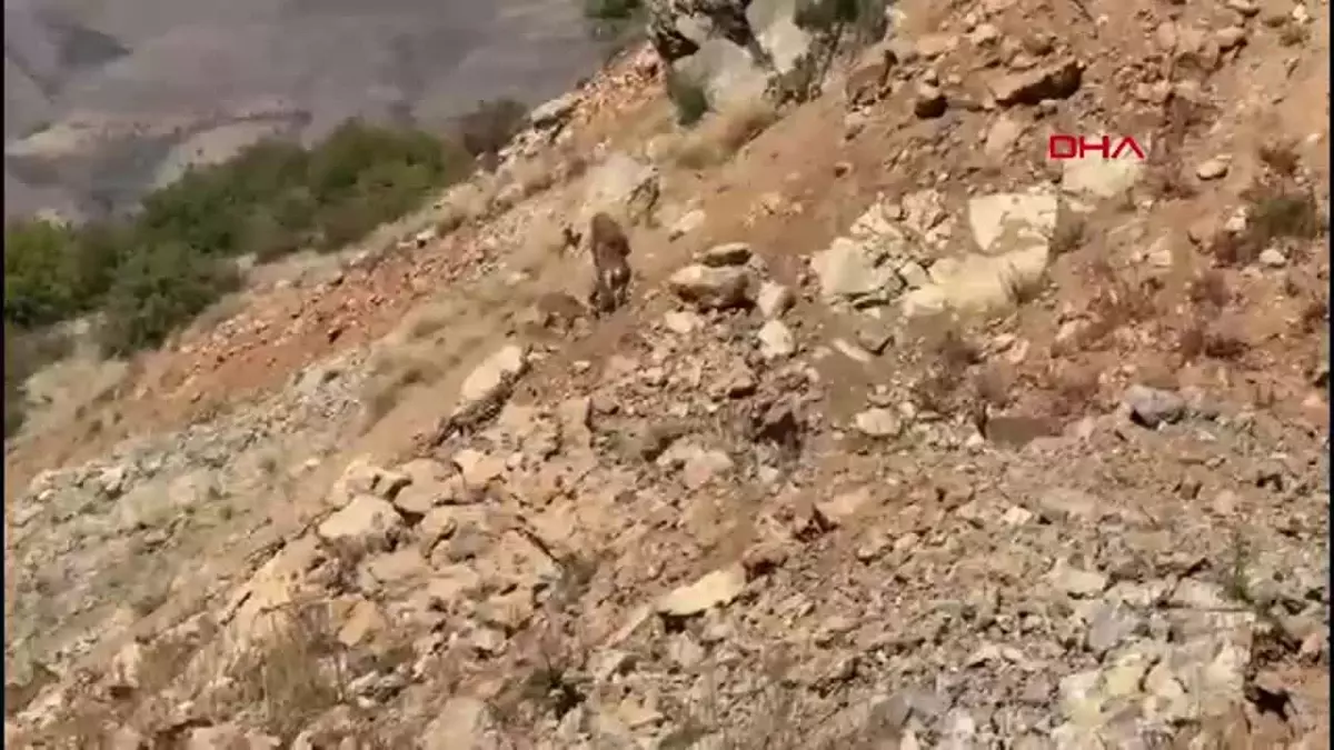 Erzincan\'da Yaban Keçileri Görüntülendi