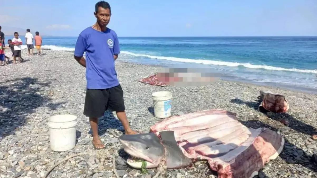 Endonezya\'da köpek balığı, dalış yapan 68 yaşındaki kadın Amerikalı turisti parçaladı