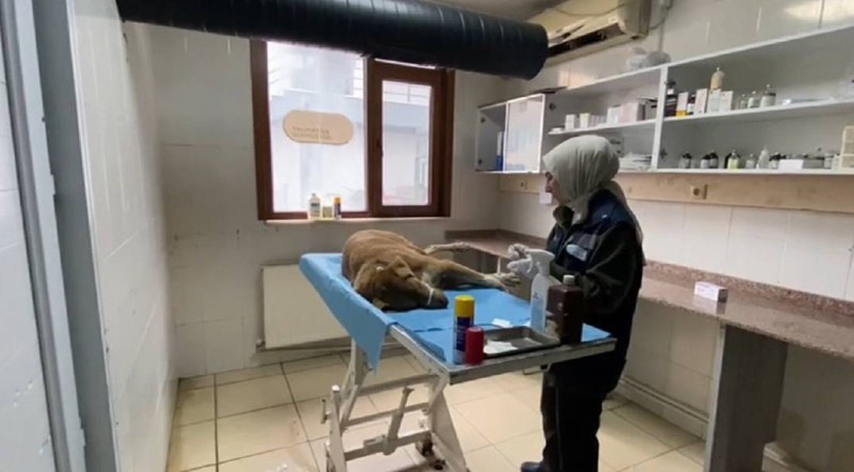Esenyurt\'ta Yaralı Köpek Tedavi Altına Alındı