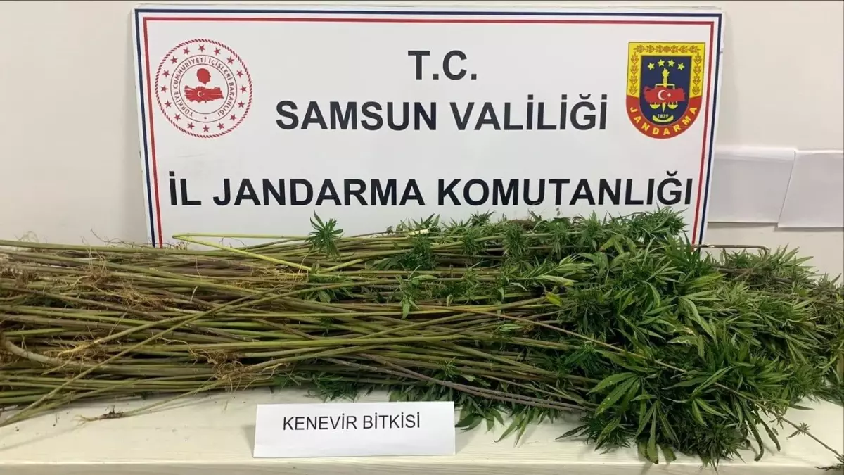 Samsun\'da 285 Kök Kenevir Ele Geçirildi