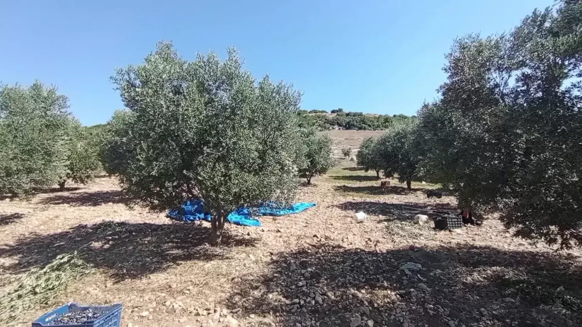 Zeytin fiyatları tarlada düşüyor ama marketlerde yükseliyor