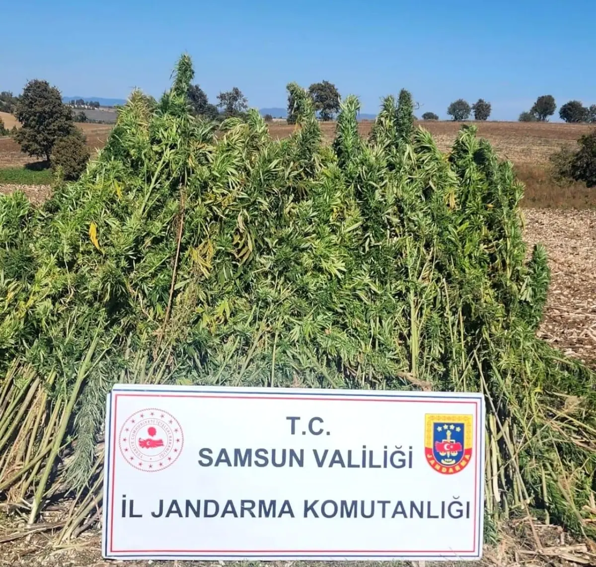 Samsun’da 810 Kök Kenevir Ele Geçirildi