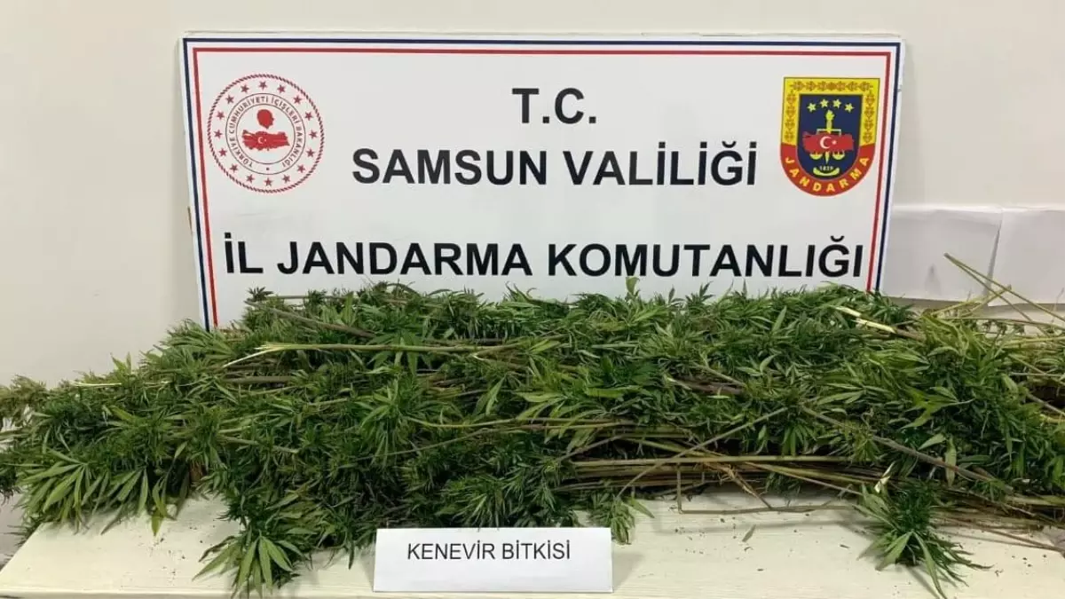 Samsun\'da 304 Kök Kenevir Ele Geçirildi