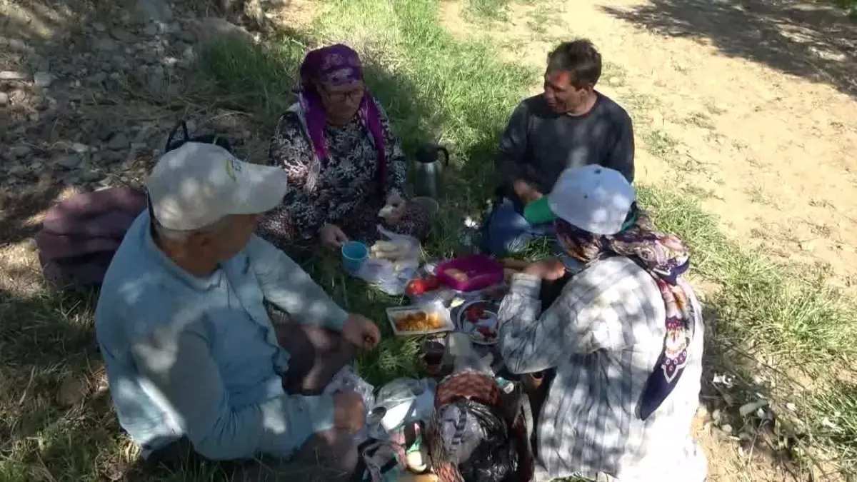 Zeytin Üreticisi Fiyatlardan Şikayetçi