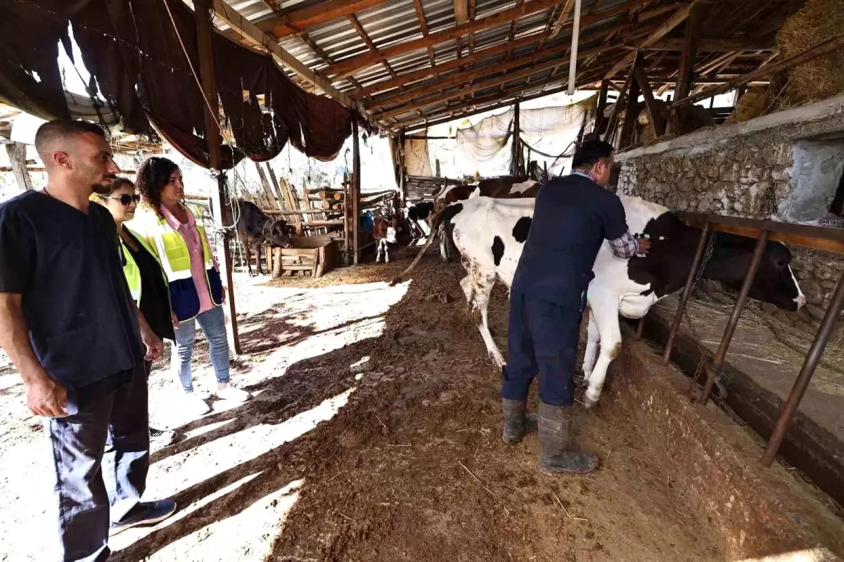 Denizli\'de Büyükbaş Hayvanlara Aşı Uygulaması Başladı