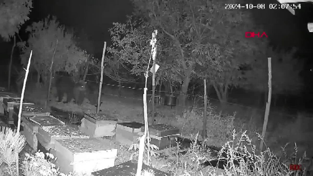 3 Ayı Elektrikli Tellerle Korunan Kovanlara Yaklaştı