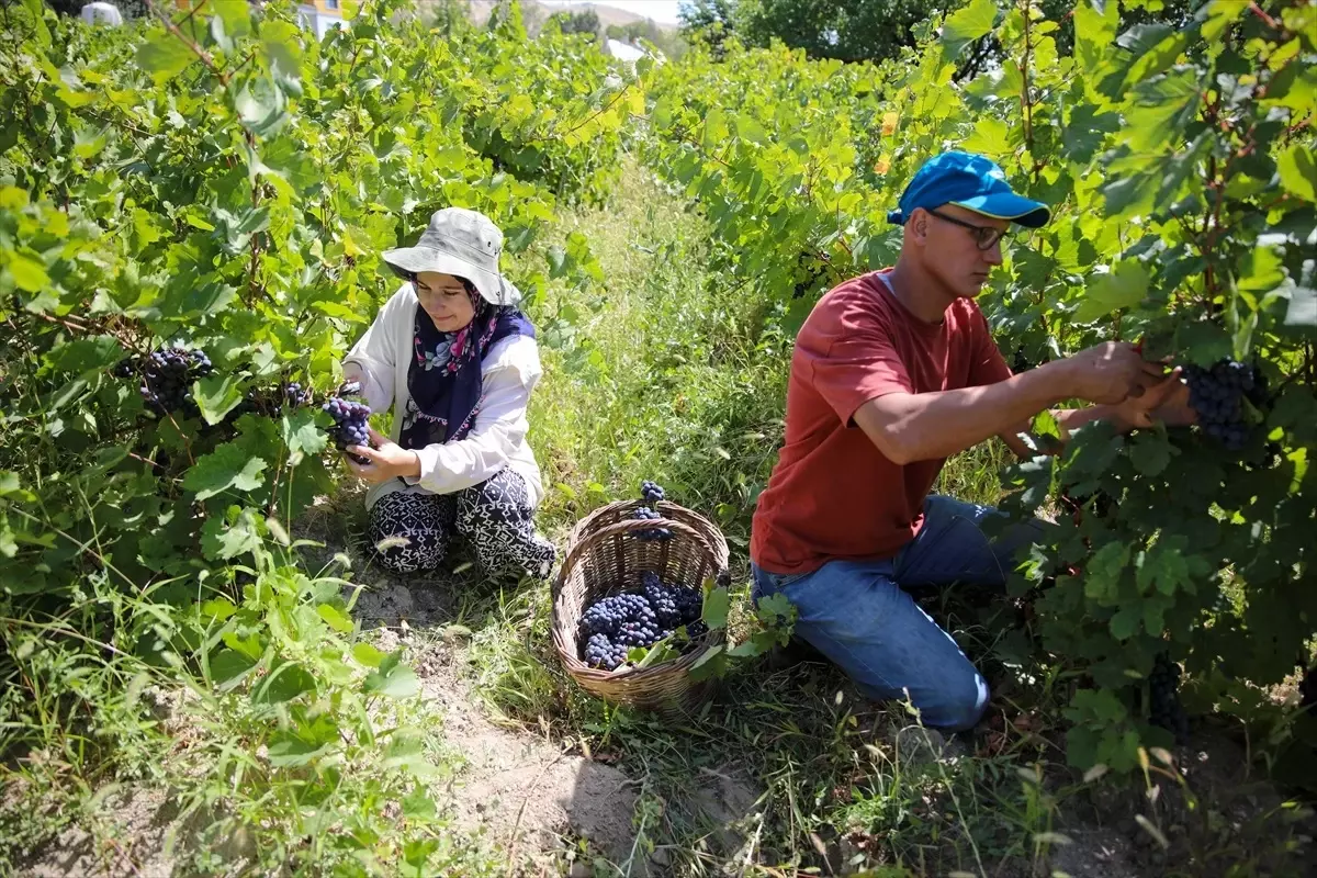 Erciş Üzümü İçin 1.66 Milyon Çelik Dağıtıldı