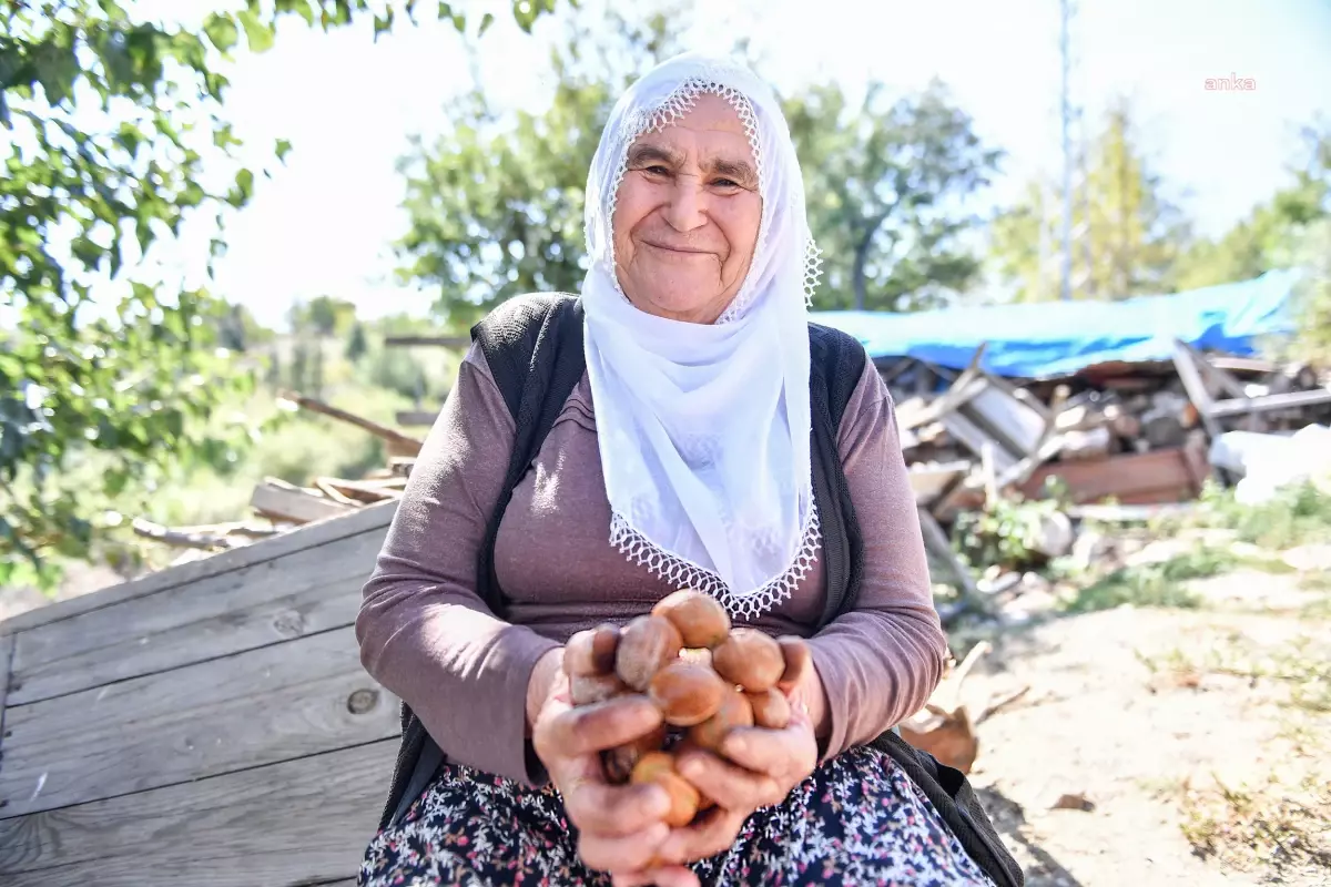 Mersin\'de Çiftçilere Modern Ceviz Soyma Makinesi Desteği