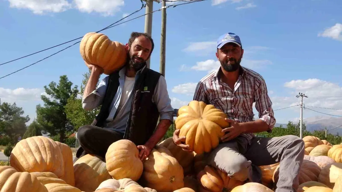 Isparta\'da Bal Kabağı Rekoltesi Düşüyor