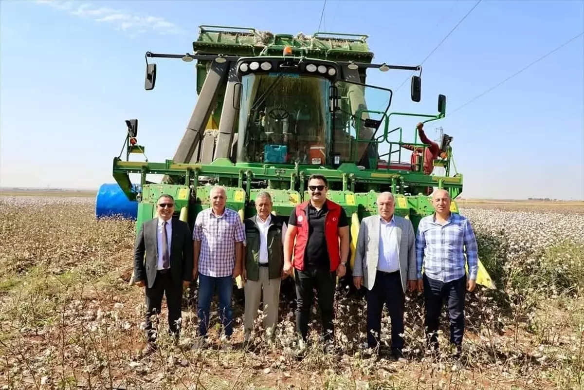 Kaymakam Ülkü Pamuk Hasadına Katıldı