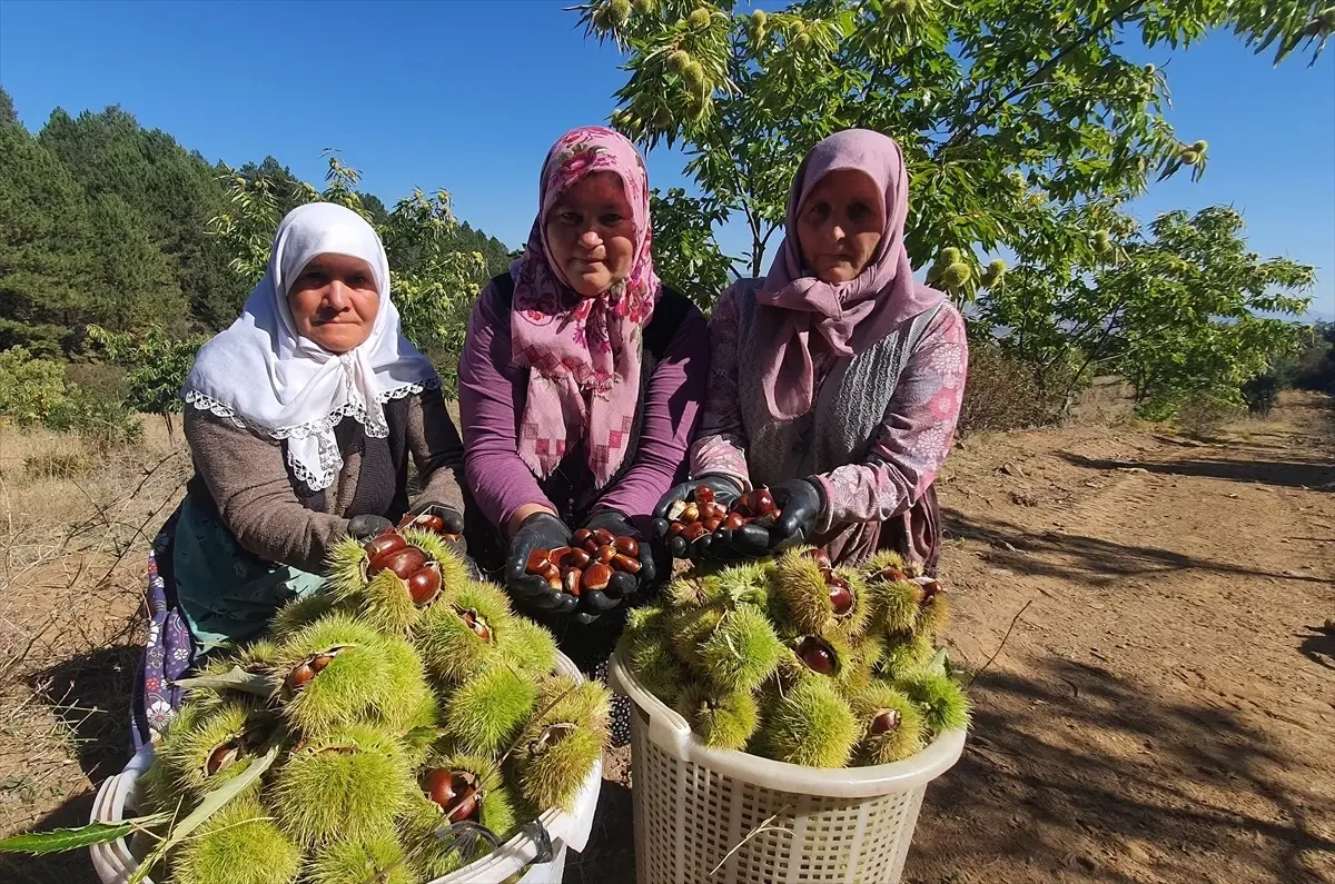 Demirci\'de Kestane Hasadı Başladı